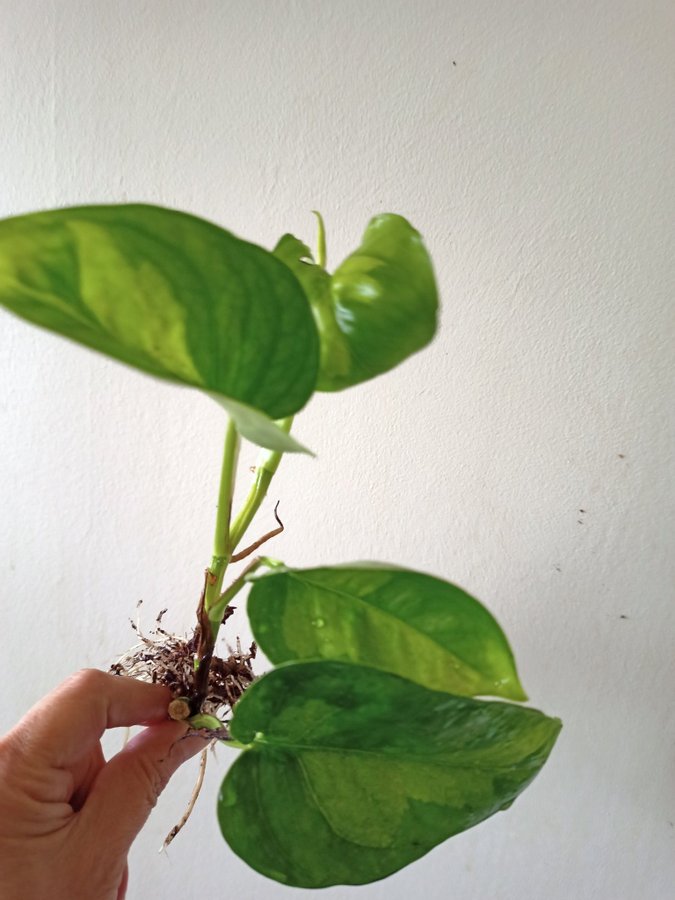 GULLRANKA " GLOBAL GEEEO " - EPIPREMNUM AUREUM - planta