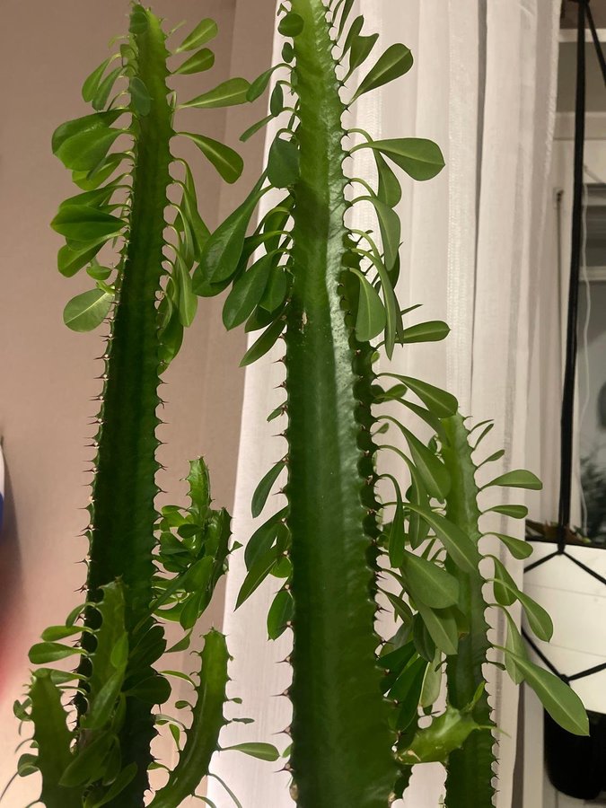 High Chaparral Euphorbia trigona