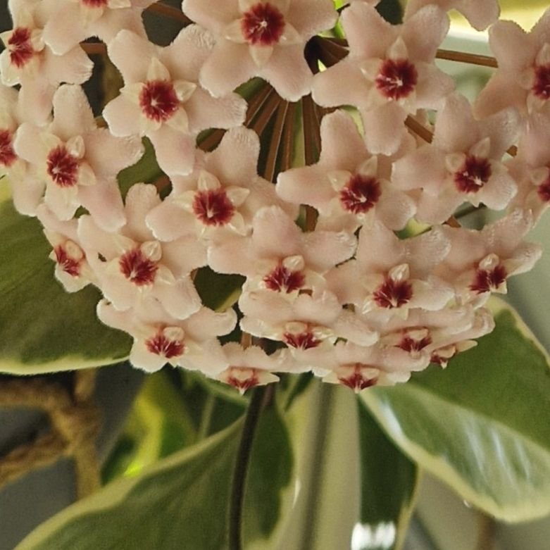 Hoya 'Krimson Queen' variegata