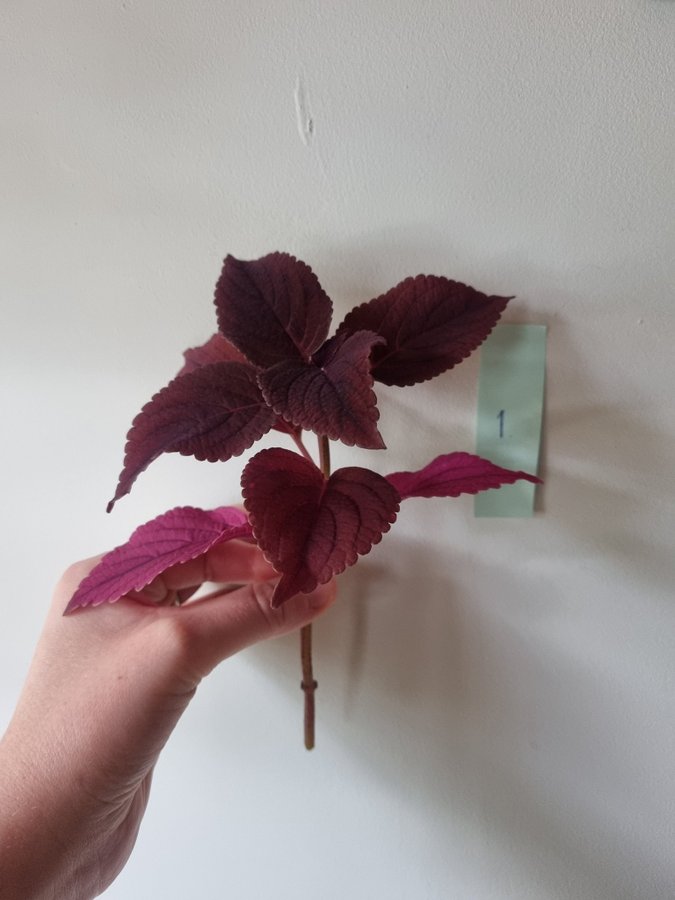 Palettblad Haines Coleus Stickling