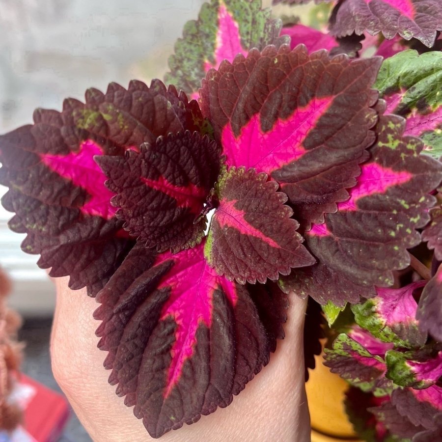 Rotad Stickling Palettblad Coleus China Rose