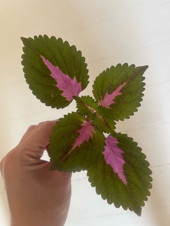 Rotad Stickling Palettblad Coleus China Rose