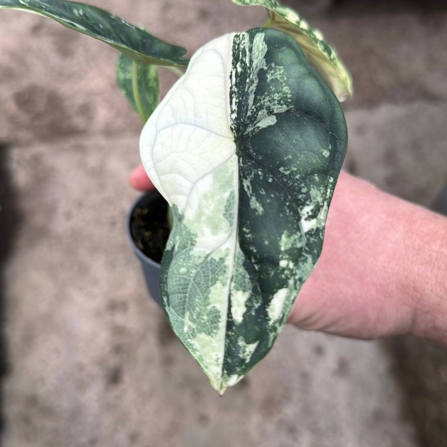 Alocasia Dragon scale Albo Variegata