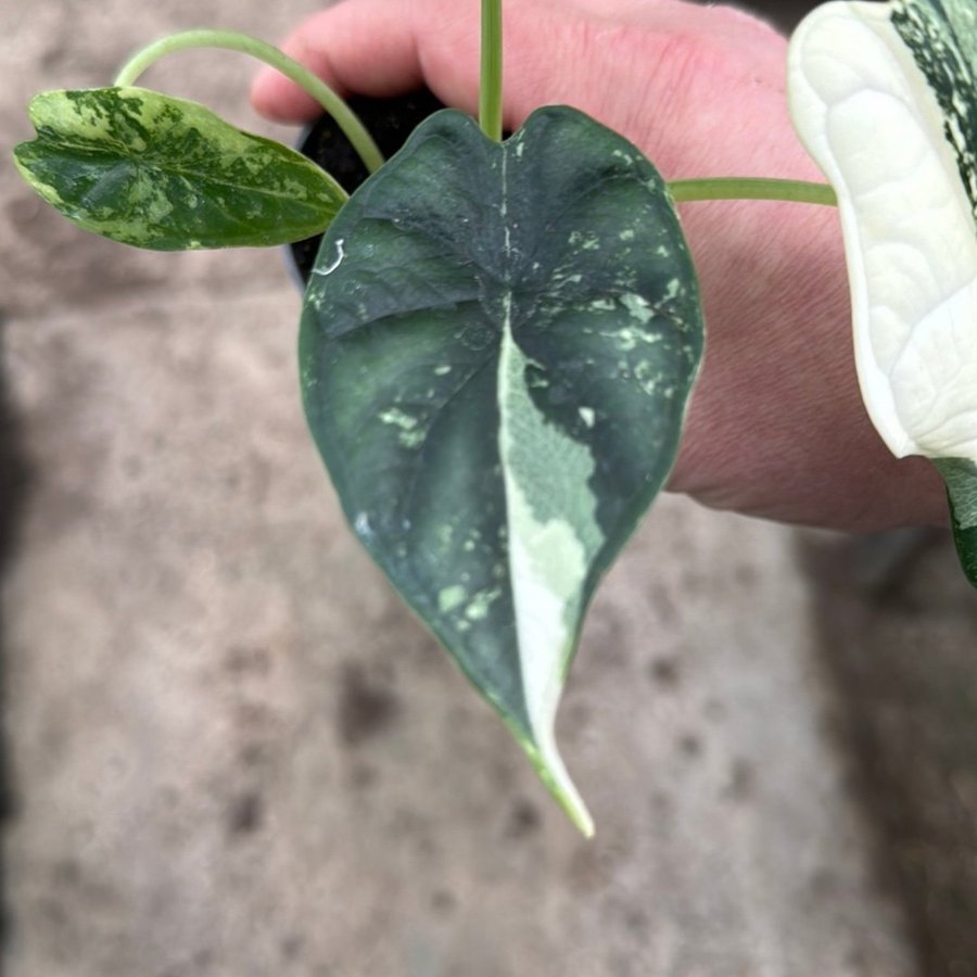 Alocasia Dragon scale Albo Variegata