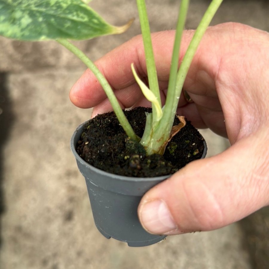 Alocasia Dragon scale Albo Variegata