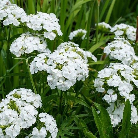 Borstnejlika Albus, tvåårig, höjd 35-50 cm, blom juni-augusti, minst 50 frön