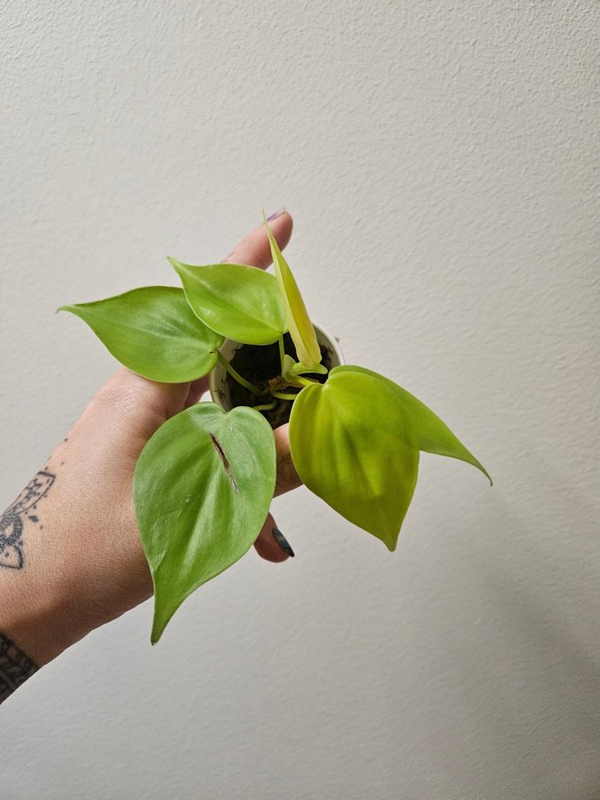 philodendron lemon lime