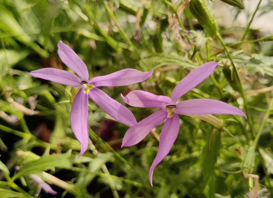 Stjärnlobelia Gemini Blue Isotoma hybrida 100 fröer