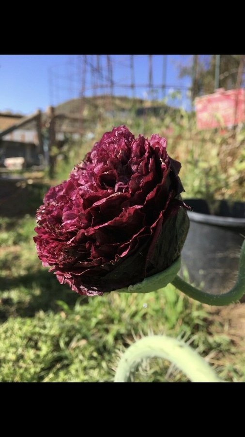 Back Betty Poppy. 30 frön. Extremt ovanlig, en riktigt raritet. Högalkaloid