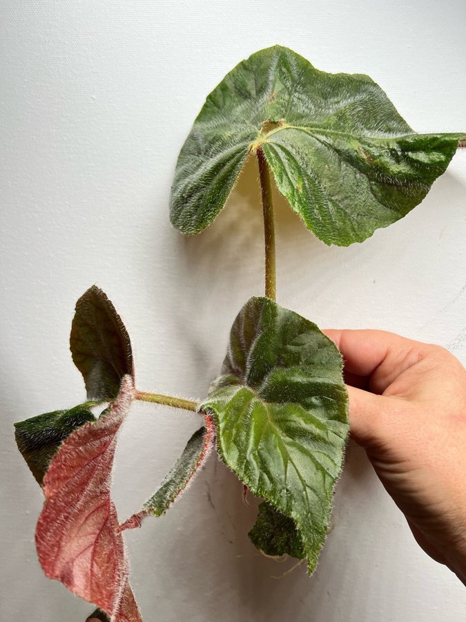 Begonia x credneri oldemor