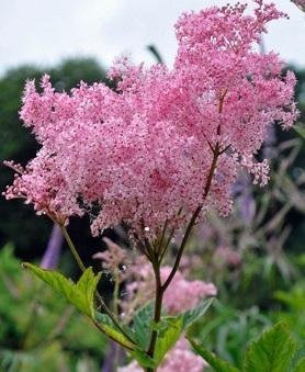 Filipendula rubra 'Venusta Magnifica' - Amerikanskt Älggräs