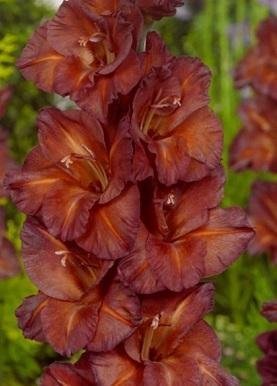 Gladiolus 'Chocolate' - Gladiolus