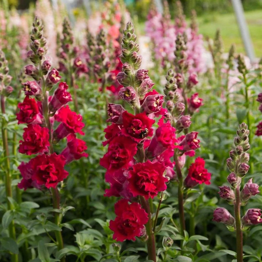 Lejongap 'Madame Butterfly Red' F1 40st frön