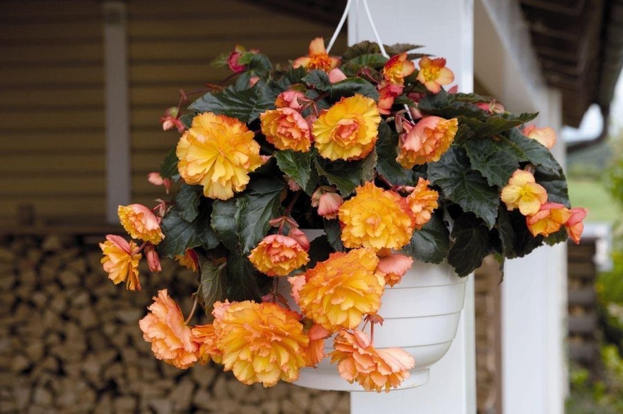 Hängbegonia 'Illumination Golden Picotee' 15st frön