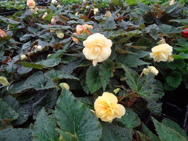 Hängbegonia 'Illumination Peaches N Cream' 15st frön