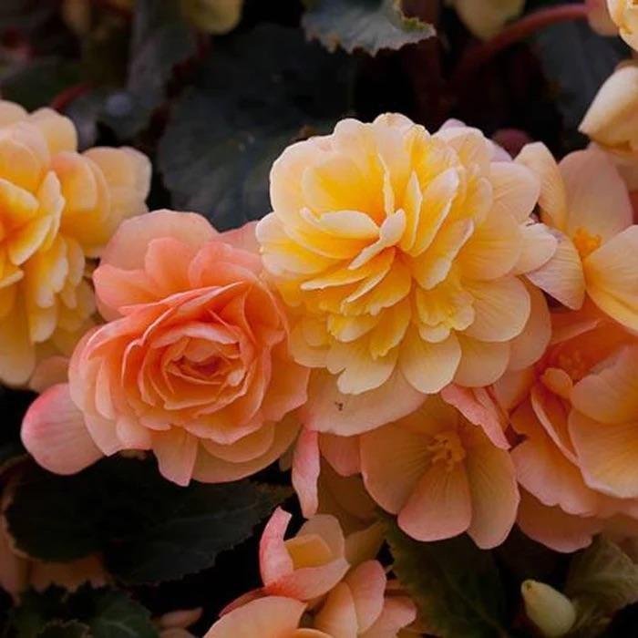 Hängbegonia 'Illumination Apricot Shades' 15st frön