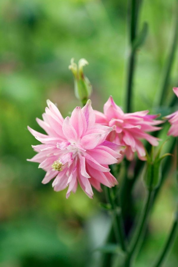 Akleja 'Rose Barlow' 30st frön