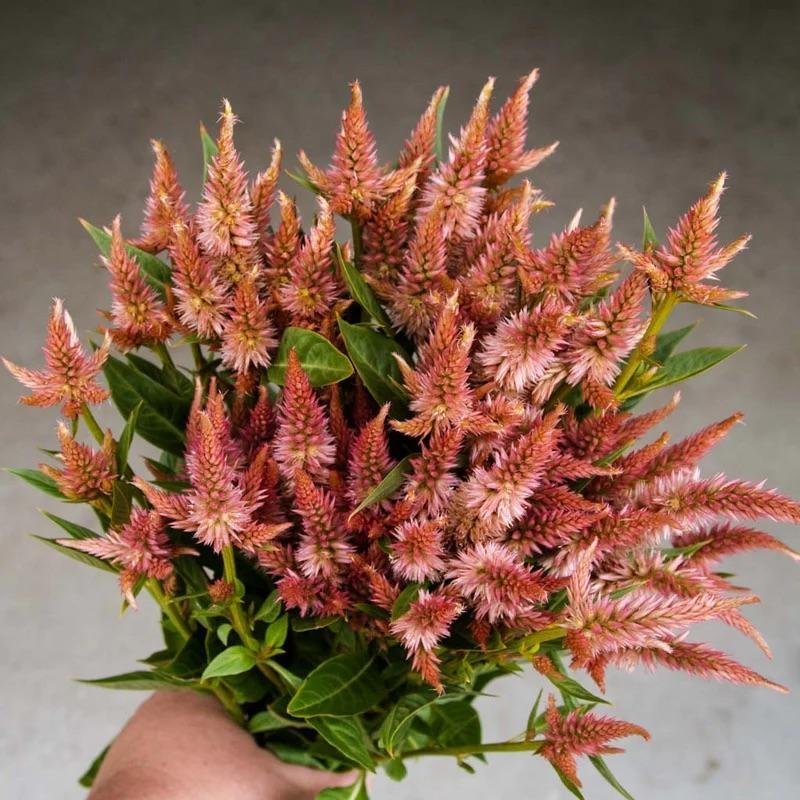 Celosia 'Celway Salmon' 15st frön