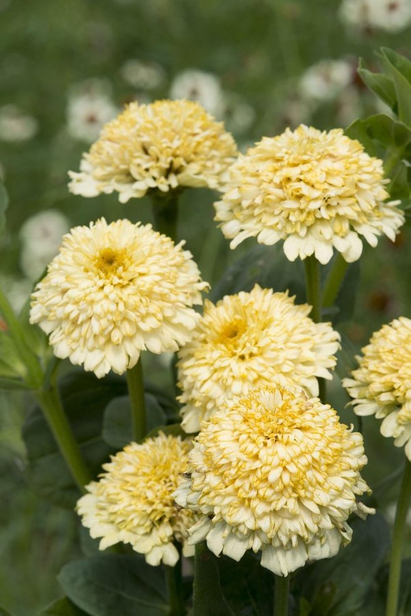 Zinnia 'Elegans Cresto! Cream' 50st frön