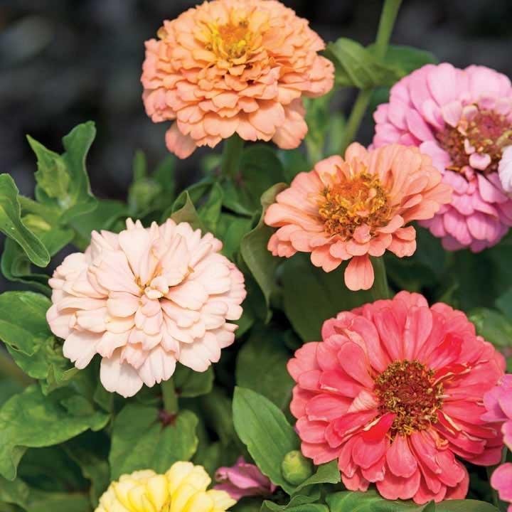 Zinnia 'Elegans Cut  Come Again Pastel Shades' 50st frön