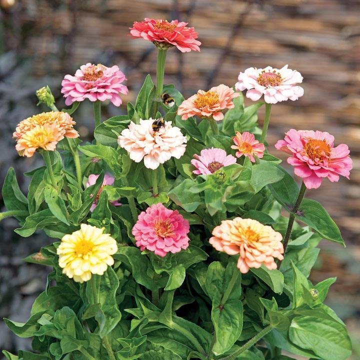 Zinnia 'Elegans Cut  Come Again Pastel Shades' 50st frön