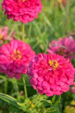 Zinnia 'Elegans Dahlia Flowered Illumination' 200st frön