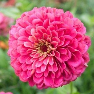 Zinnia 'Elegans Dahlia Flowered Illumination' 200st frön