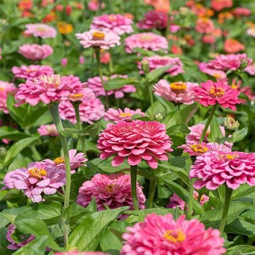 Zinnia 'Elegans Dahlia Flowered Illumination' 200st frön