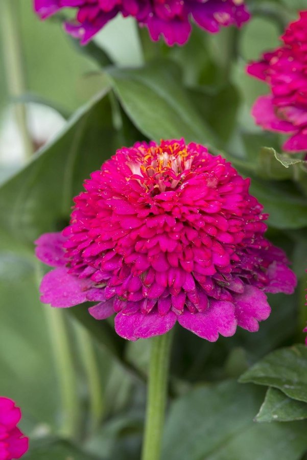 Zinnia 'Elegans Cresto! Violet' 50st frön