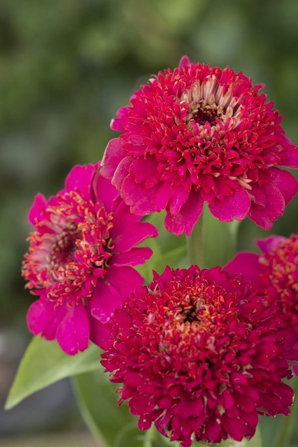 Zinnia 'Elegans Cresto! Violet' 50st frön