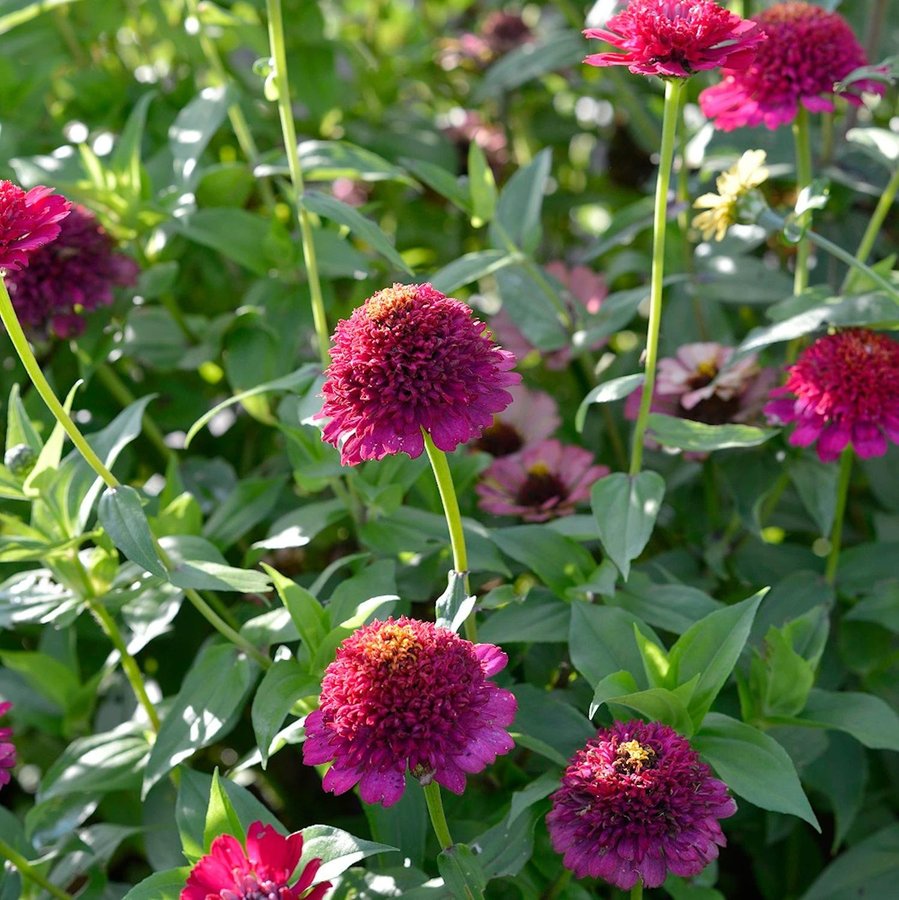 Zinnia 'Elegans Cresto! Violet' 50st frön