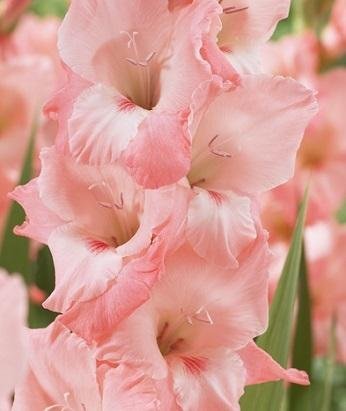 Gladiolus 'Oasis' - Gladiolus