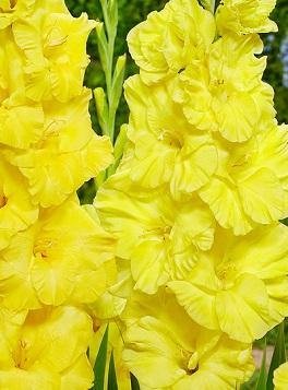 Gladiolus 'Bananarama' - Gladiolus