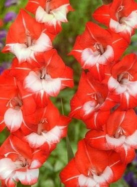 Gladiolus colvillei 'Mademoiselle de Paris' - Gladiolus