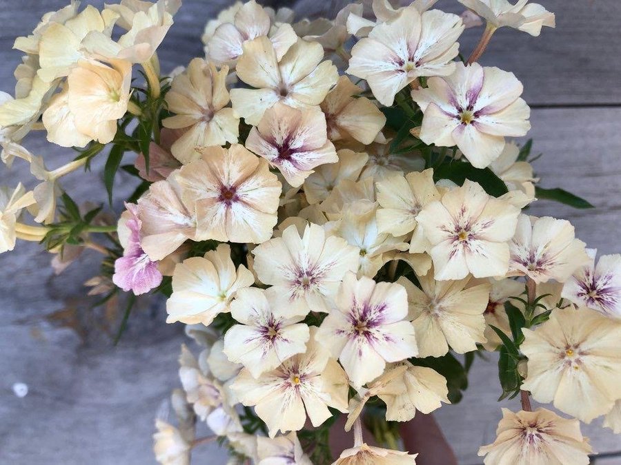 Phlox 'Creme Brulee' 50st frön