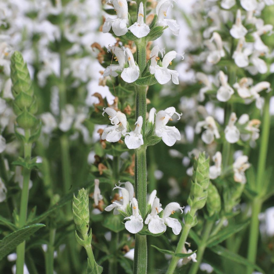 Stäppsalvia 'Merleau White' 10st frön