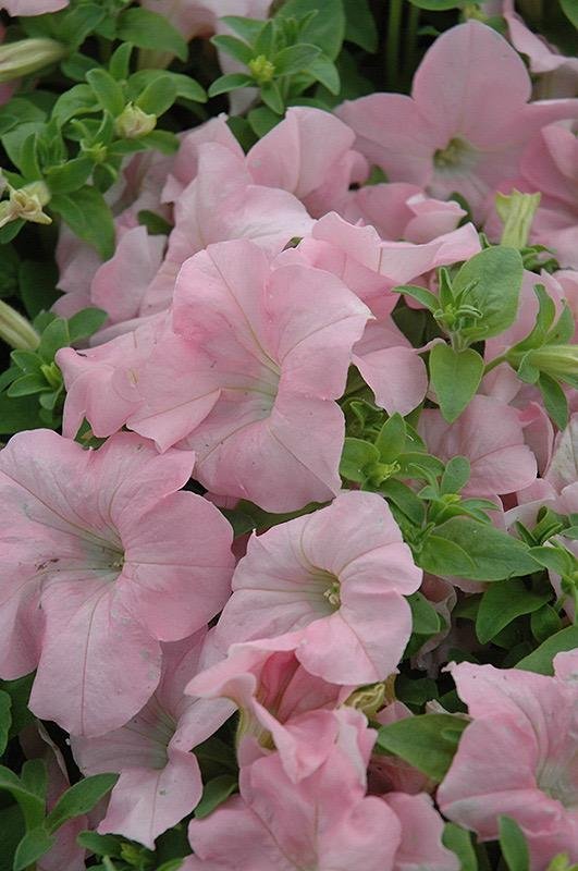 Petunia 'Dreams Appelblossom' F1 15st frön