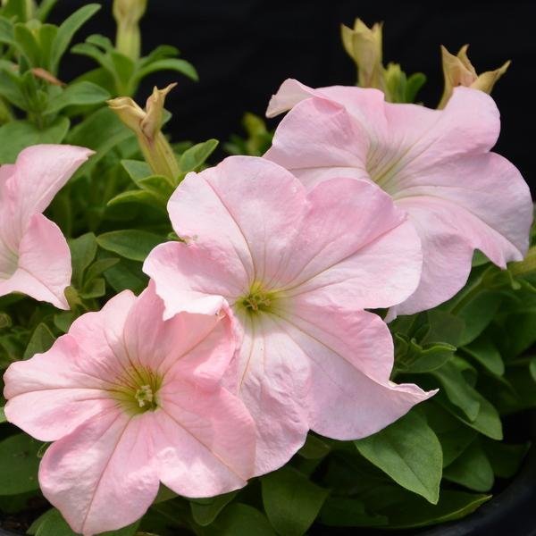 Petunia 'Dreams Appelblossom' F1 15st frön