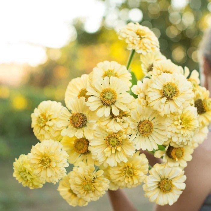 Zinnia 'Isabellina' 50st frön