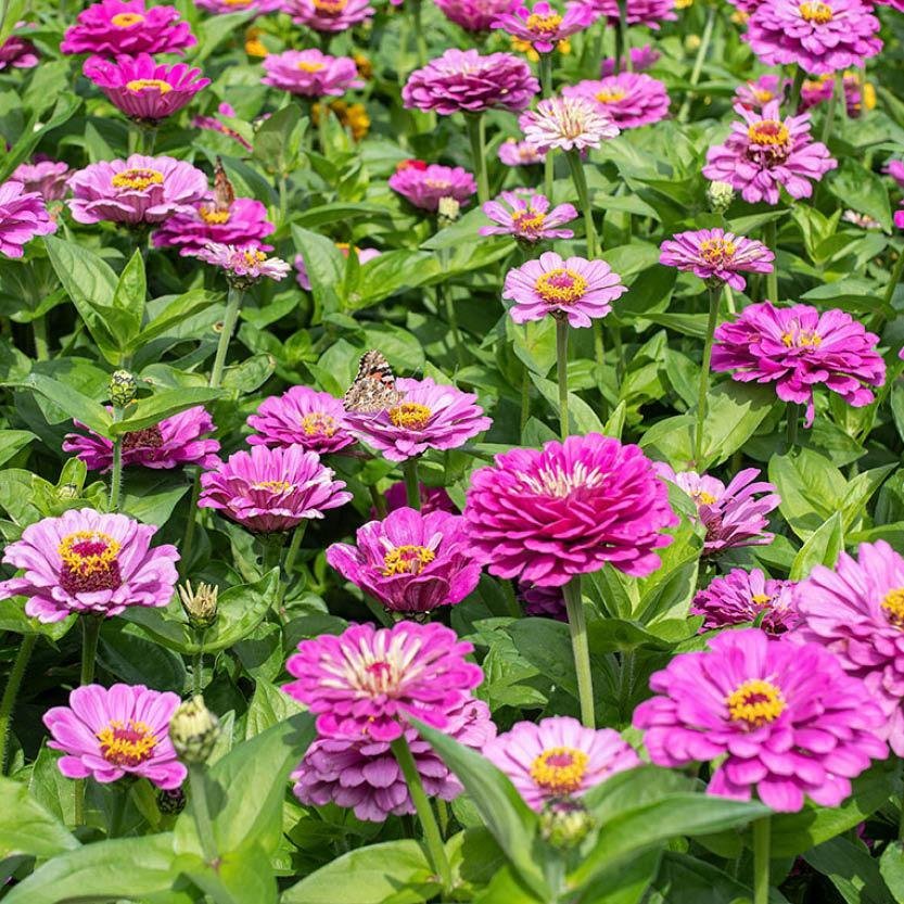 Zinnia 'Elegans Dream' 50st frön