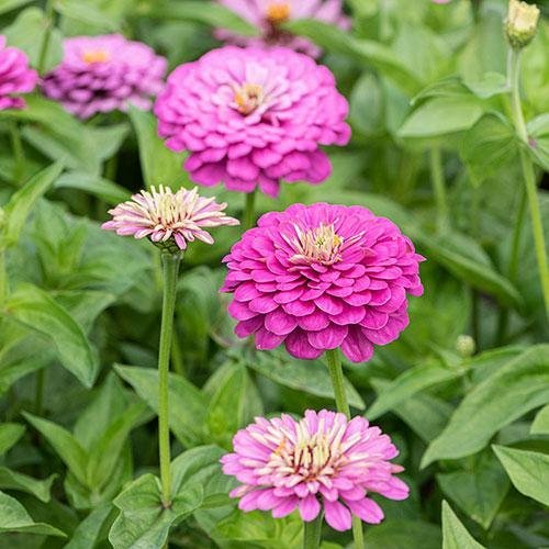 Zinnia 'Elegans Dream' 50st frön