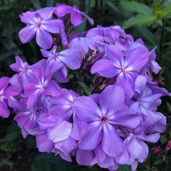 Phlox 'Blue Beauty' 50st frön