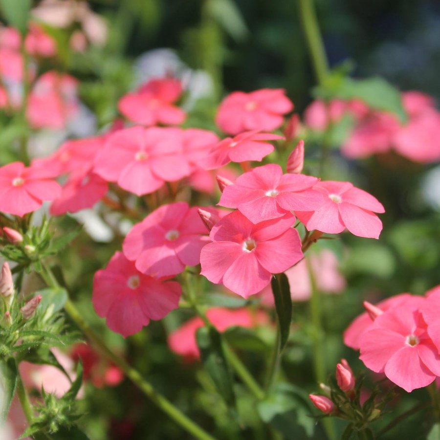 Phlox 'Salmon Beauty' 50st frön