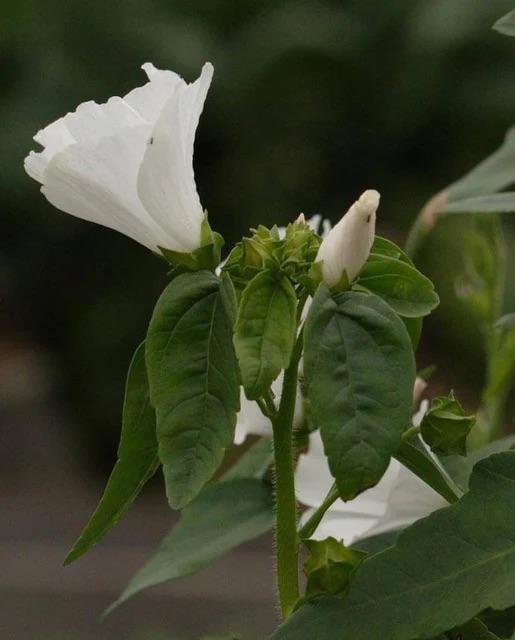 Sommarmalva 'Mont Blanc' 50st frön