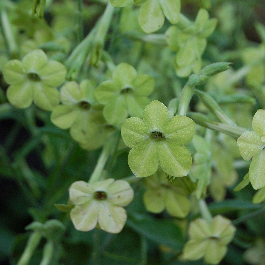 Blomstertobak 'Lime Green' 200st frön