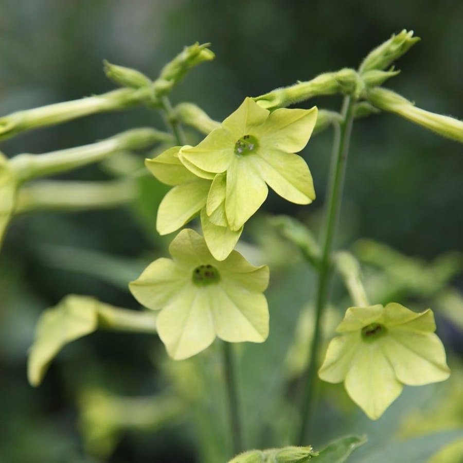 Blomstertobak 'Lime Green' 200st frön