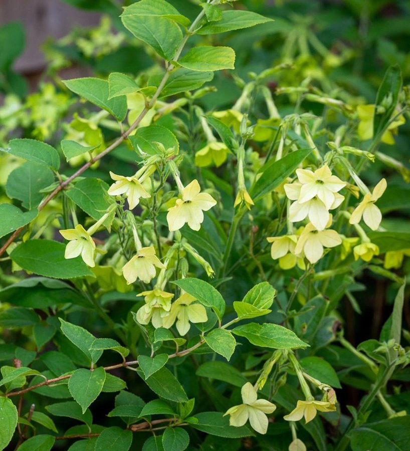 Blomstertobak 'Lime Green' 200st frön