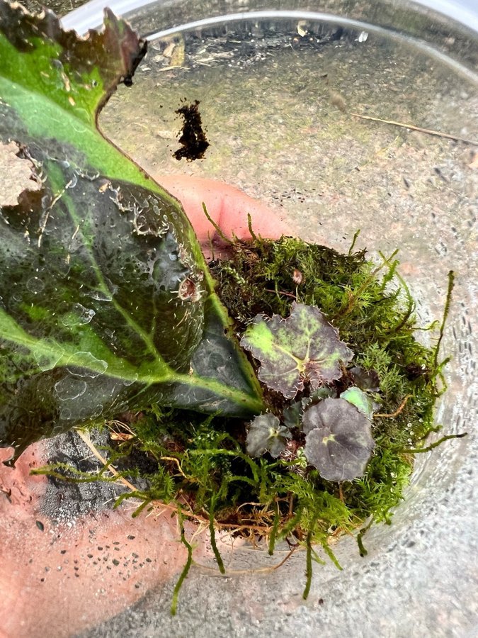 Begonia Lions dance