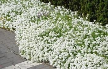 Strandkrassing vit höjd 20 cm blomningstid juli-okt över 100 frön