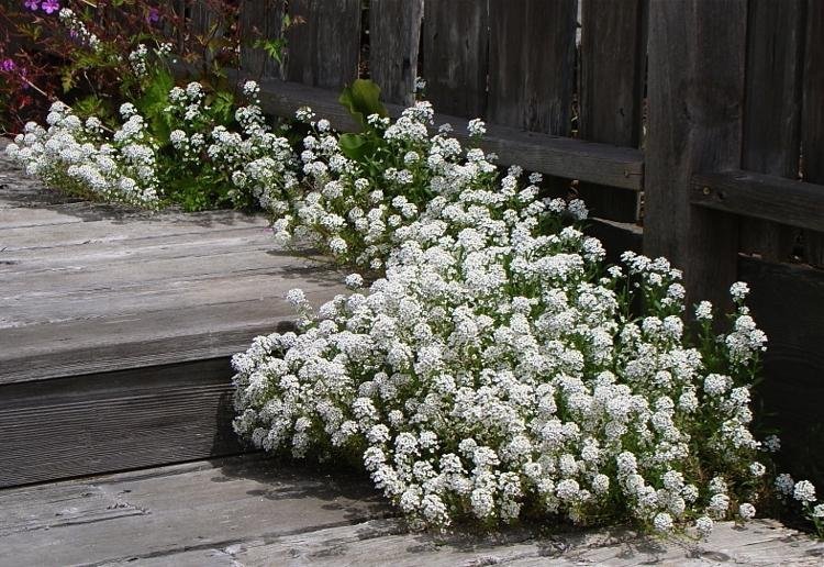 Strandkrassing vit höjd 20 cm blomningstid juli-okt över 100 frön